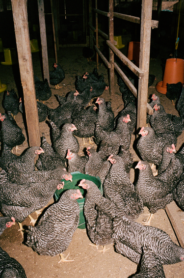 Roosters in Tokumitsu's farm